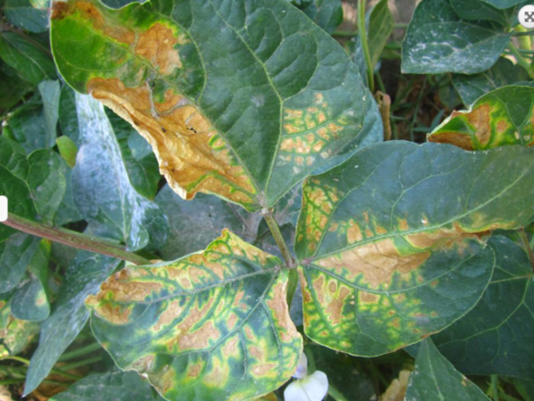 Bacteria Wilt Disease Symptom